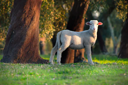 lamb Animal sheep HD Desktop Wallpaper | Background Image