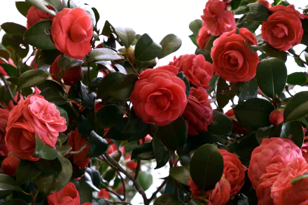 nature camellia HD Desktop Wallpaper | Background Image