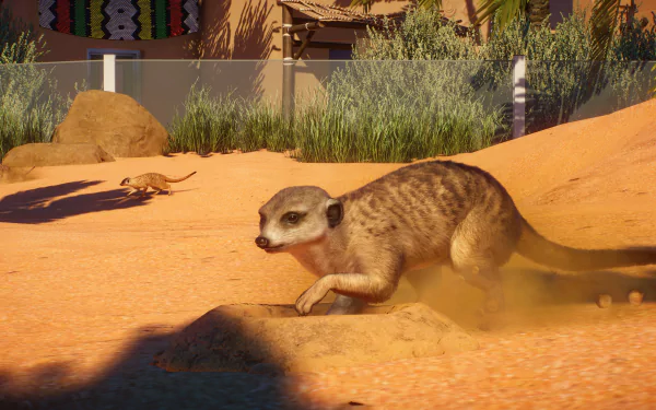 meerkat video game Planet Zoo HD Desktop Wallpaper | Background Image