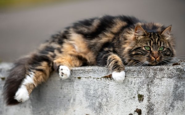 Animal Cat Cats HD Wallpaper | Background Image