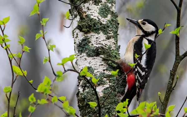 Animal woodpecker HD Desktop Wallpaper | Background Image