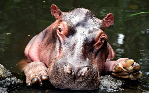 Animal hippo HD Desktop Wallpaper | Background Image