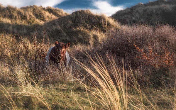 calf Animal cow HD Desktop Wallpaper | Background Image