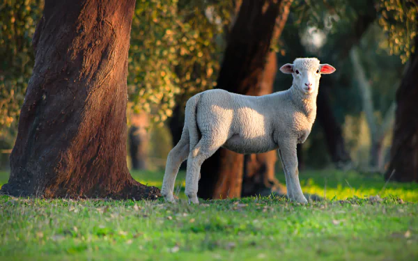 lamb Animal sheep HD Desktop Wallpaper | Background Image