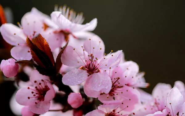 nature sakura HD Desktop Wallpaper | Background Image