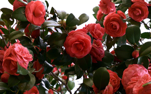 nature camellia HD Desktop Wallpaper | Background Image