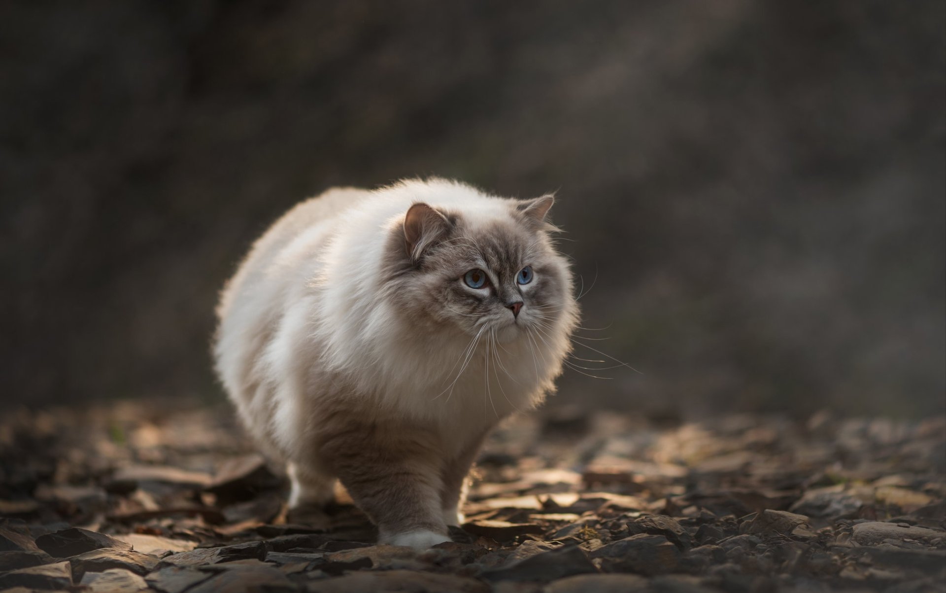 Download Ragdoll Animal Cat HD Wallpaper