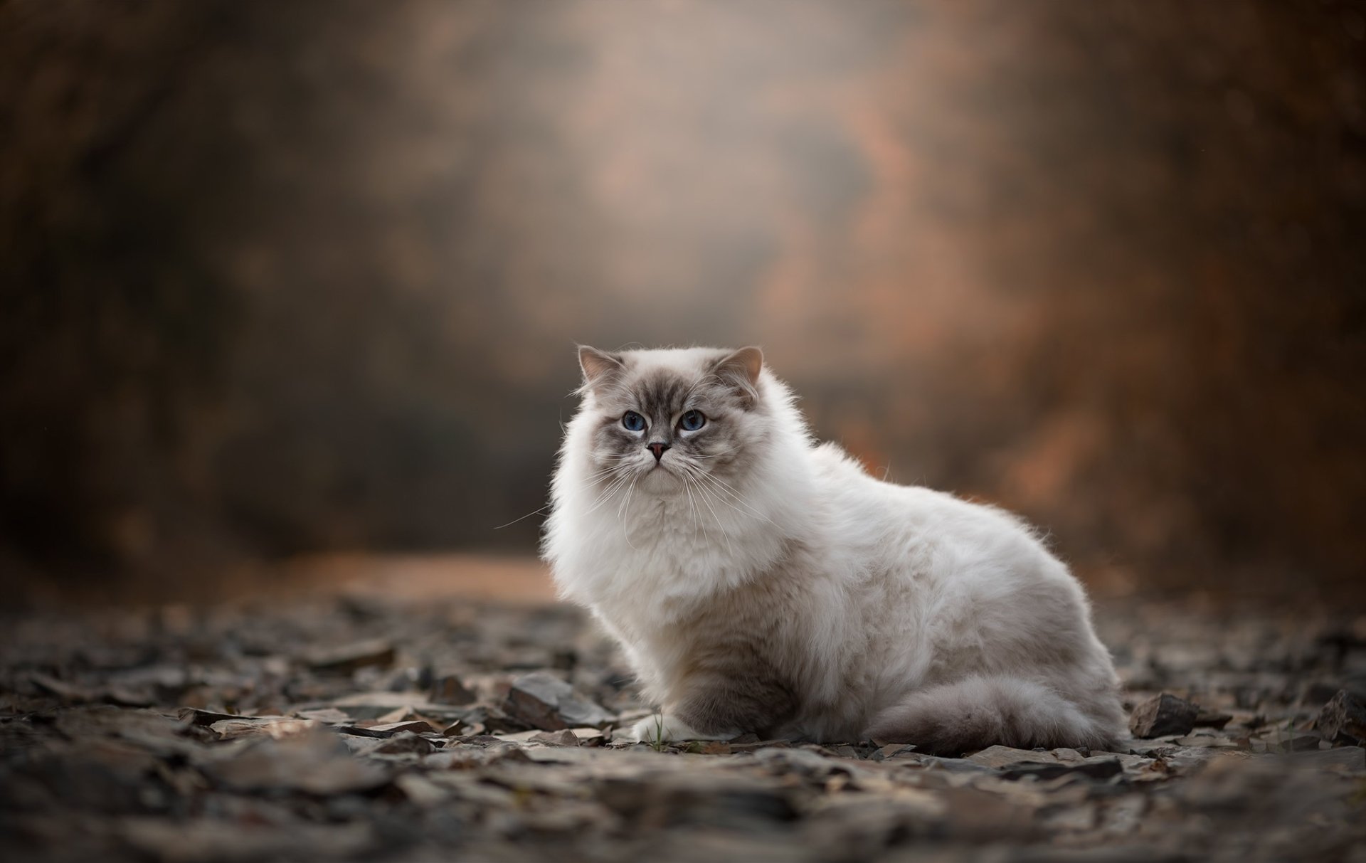 Download Ragdoll Animal Cat HD Wallpaper