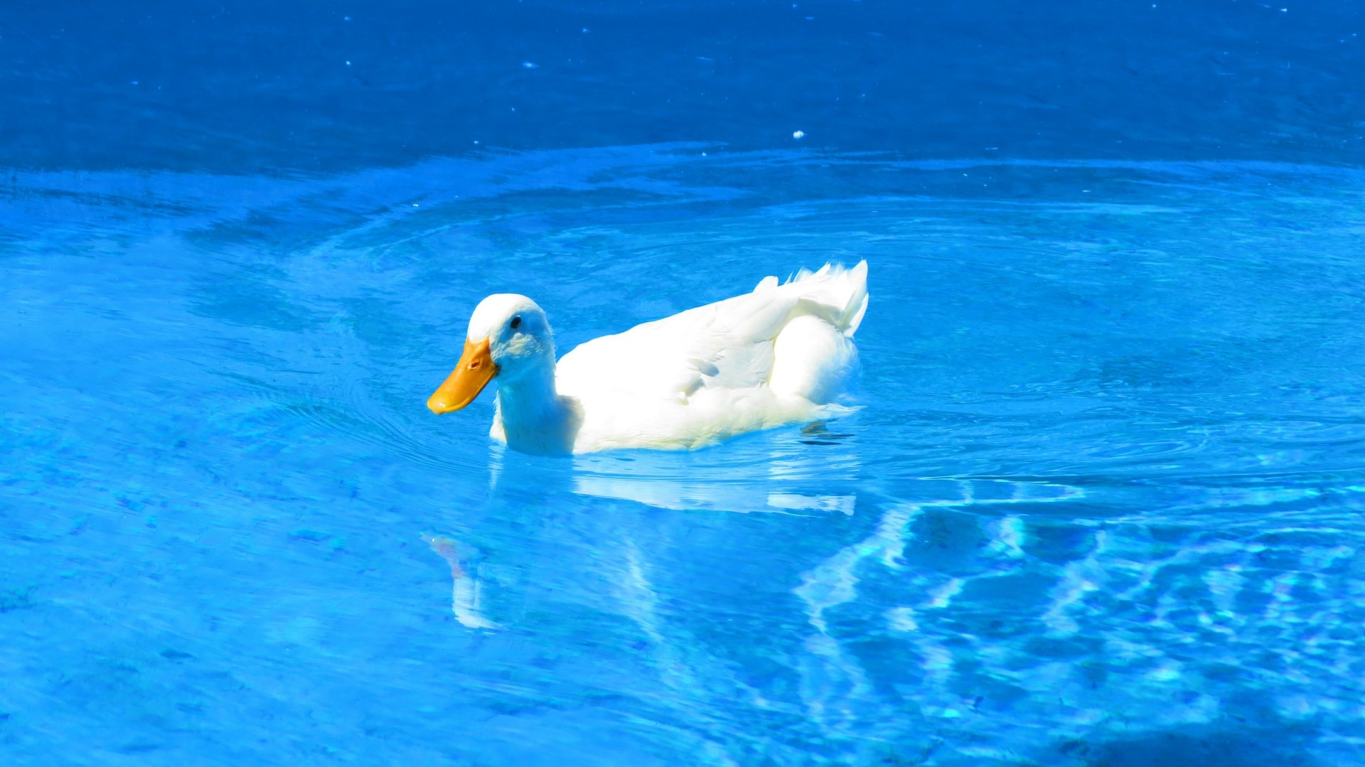 Download Blue Bright Wave Swimming Animal Duck 4k Ultra HD Wallpaper