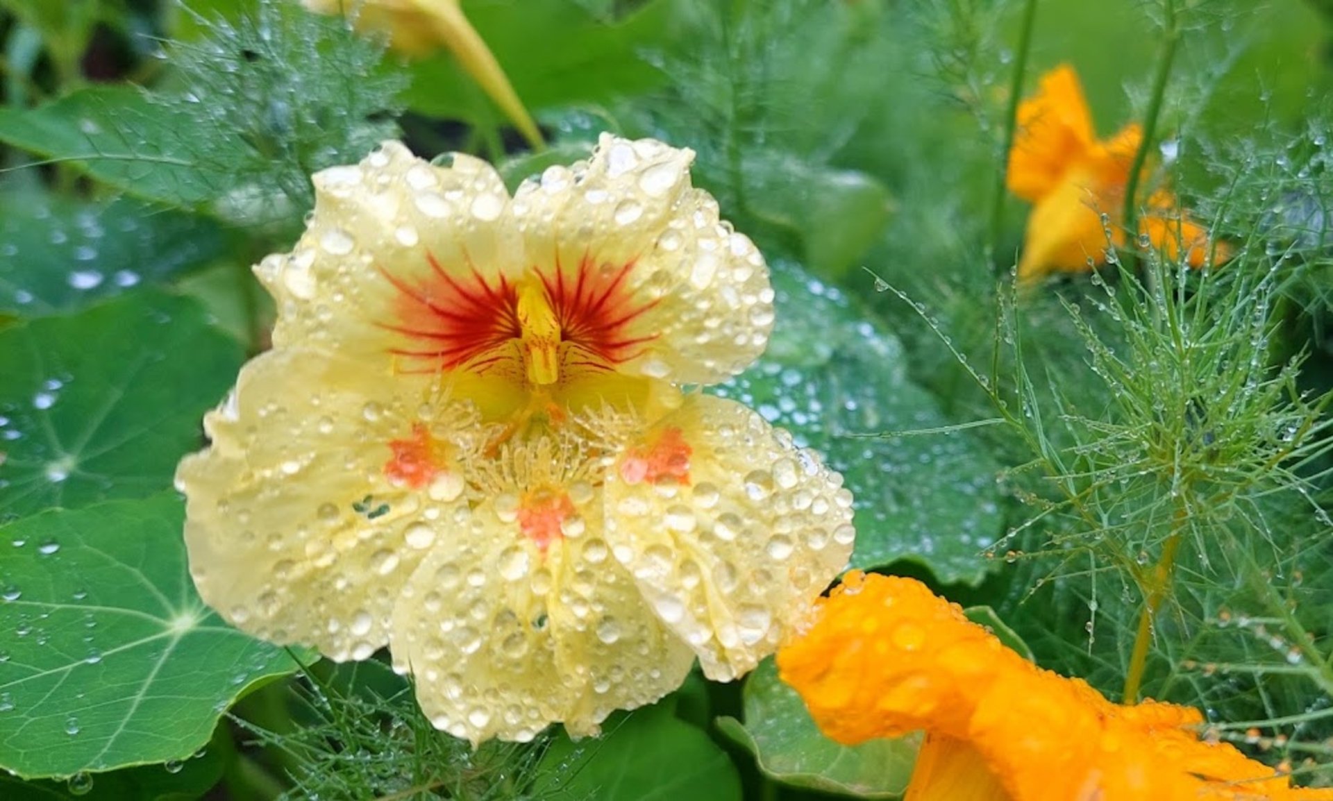 After the rain by Ircha