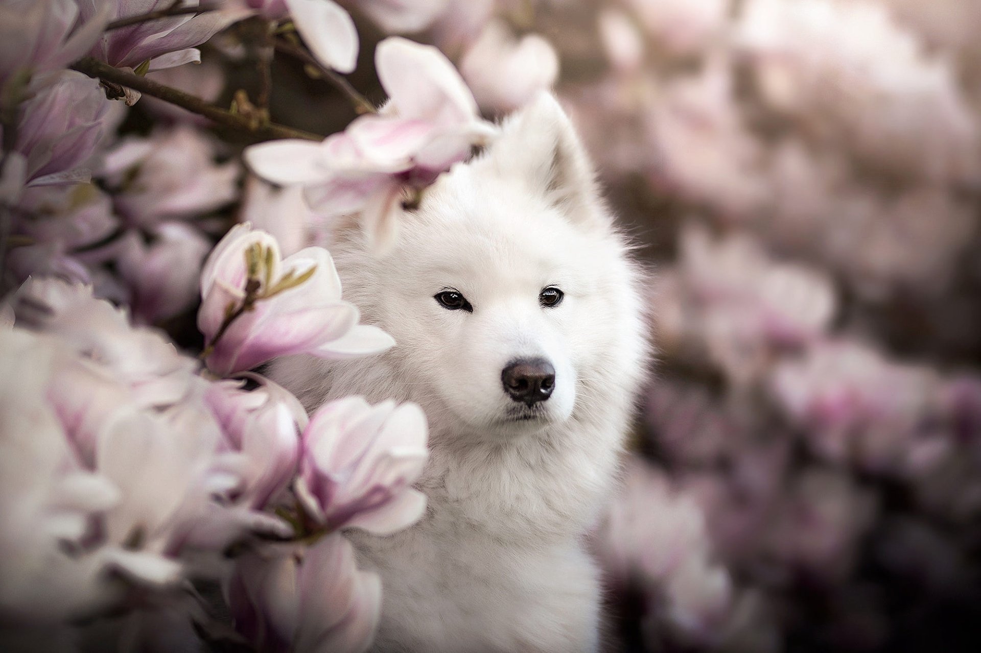 Download Puppy Animal Samoyed HD Wallpaper