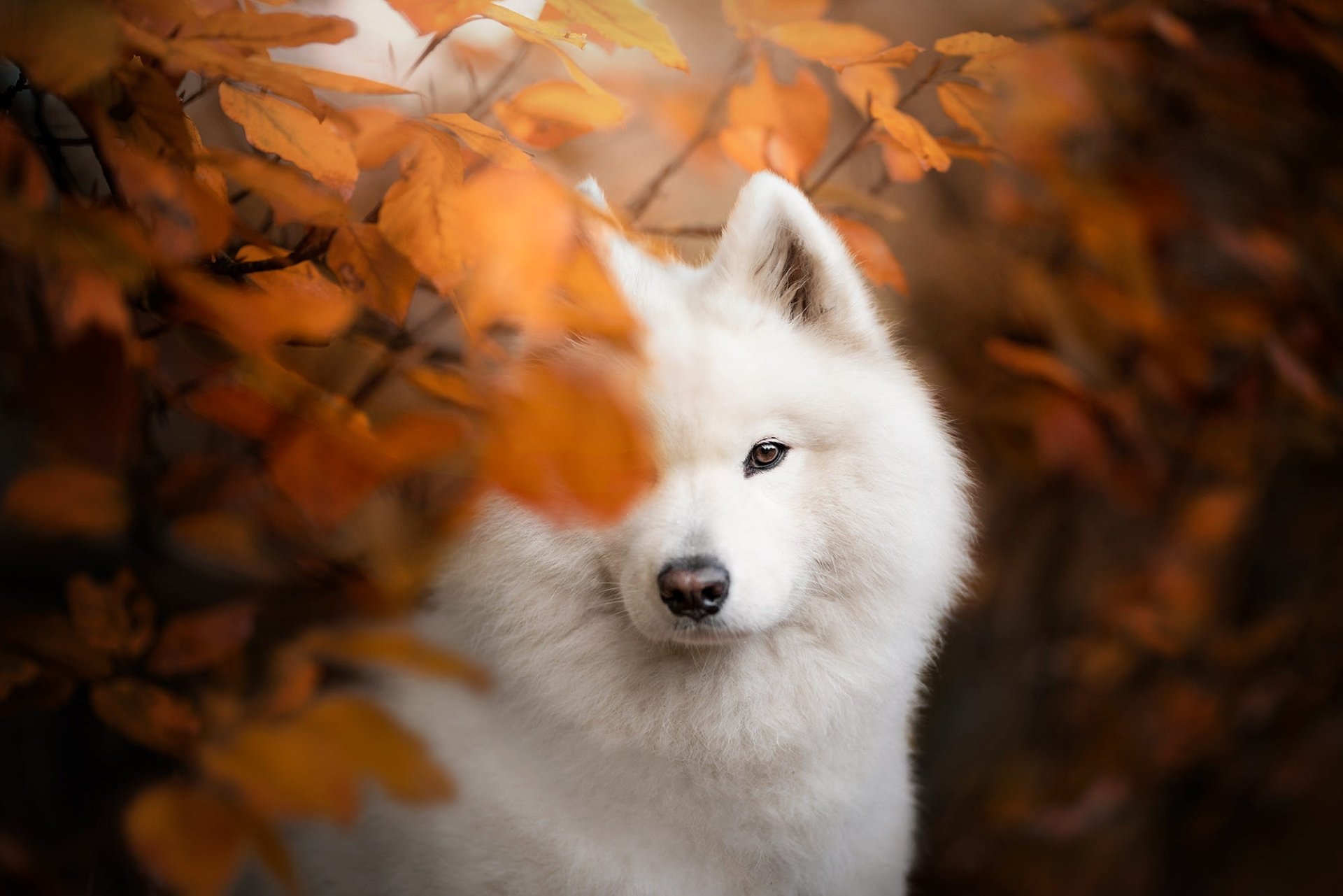 Download Animal Samoyed HD Wallpaper