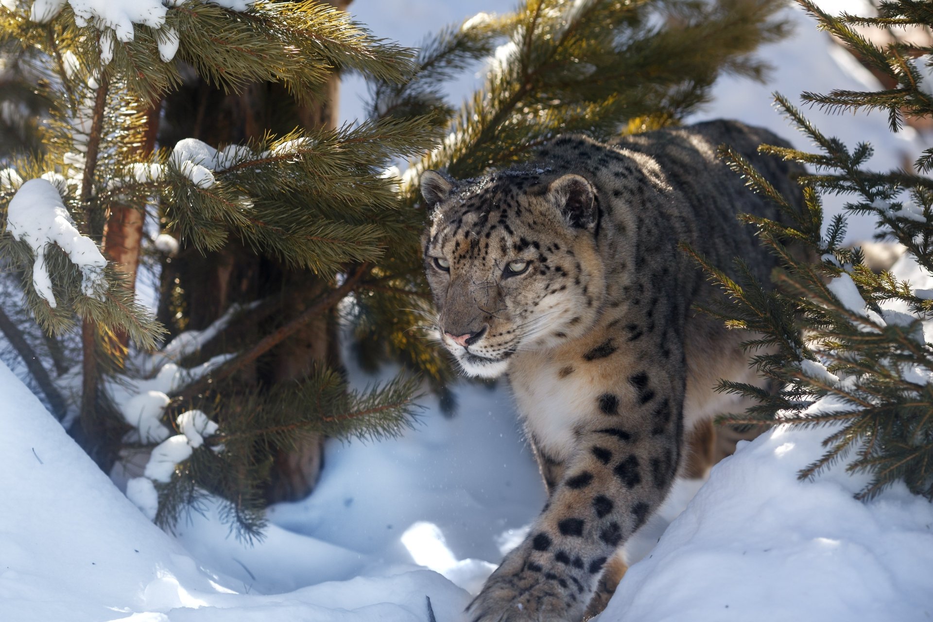 Snow leopard (animal) prowling through snowy pines — 2K Quad HD PC desktop wallpaper/background.