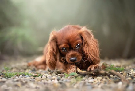 Close-up of a King Charles Spaniel puppy (animal) on pebbles with soft green bokeh — HD PC desktop wallpaper and background.