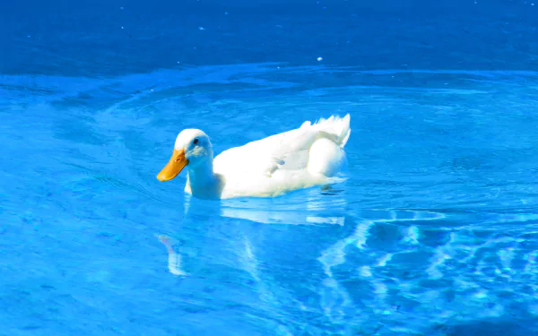 blue bright wave swimming Animal duck HD Desktop Wallpaper | Background Image