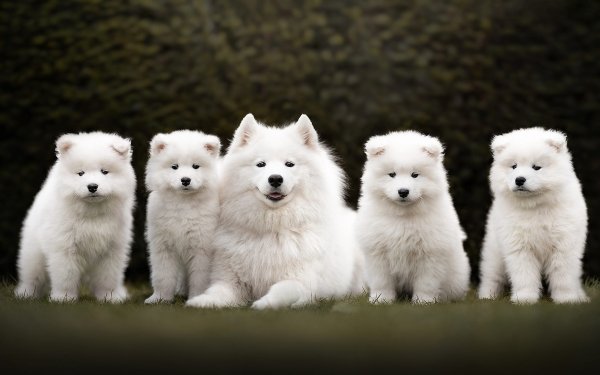 Animal Samoyed Dogs Puppy HD Wallpaper | Background Image