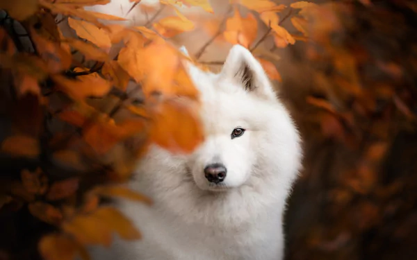 Animal samoyed HD Desktop Wallpaper | Background Image