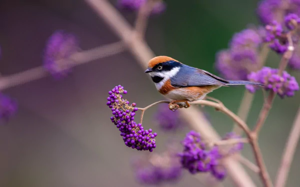 black-throated tit Animal titmouse HD Desktop Wallpaper | Background Image