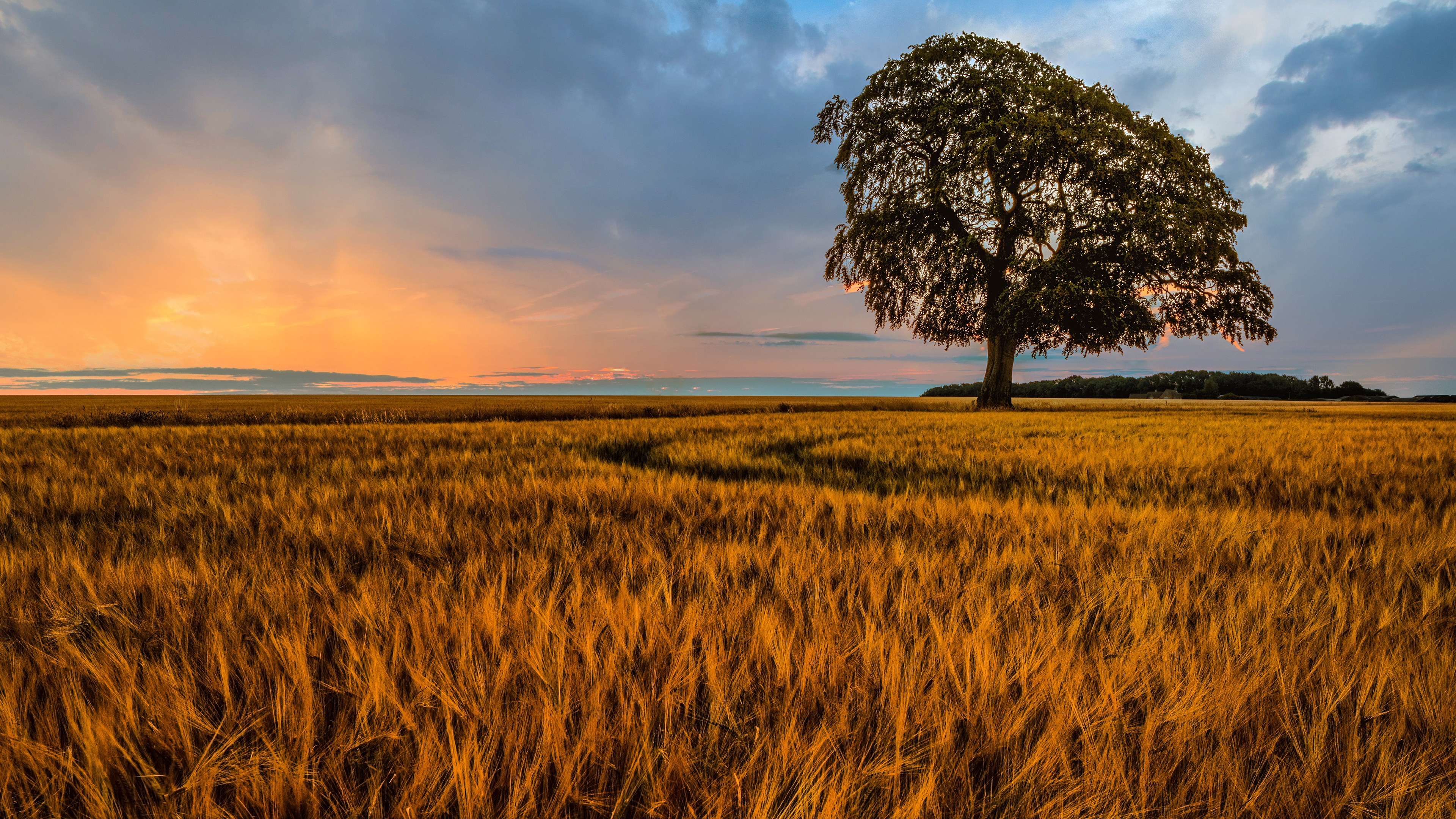 Nature Wheat HD Wallpaper | Background Image
