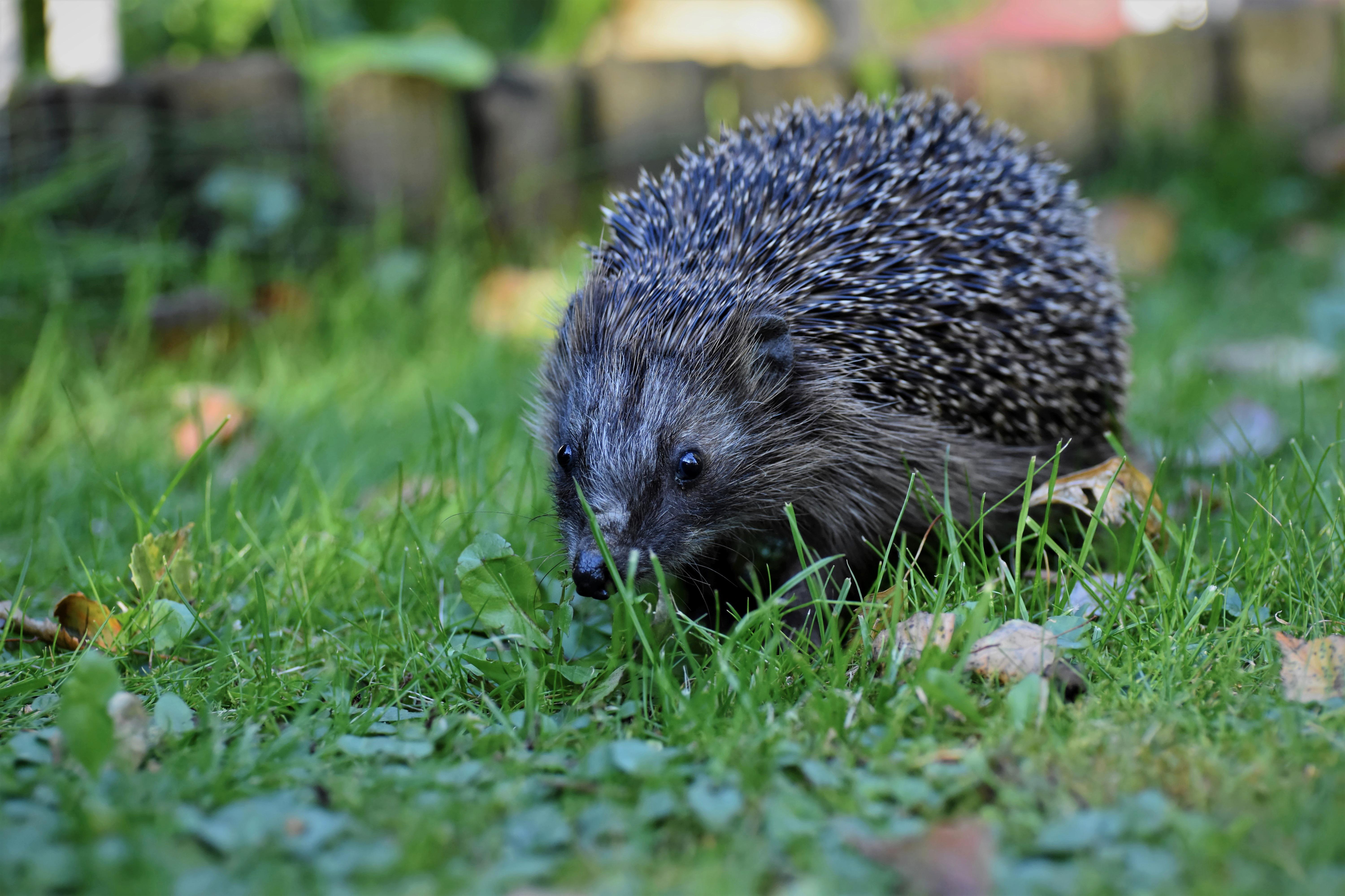 Download Animal Hedgehog 4k Ultra HD Wallpaper by Ralphs_Fotos