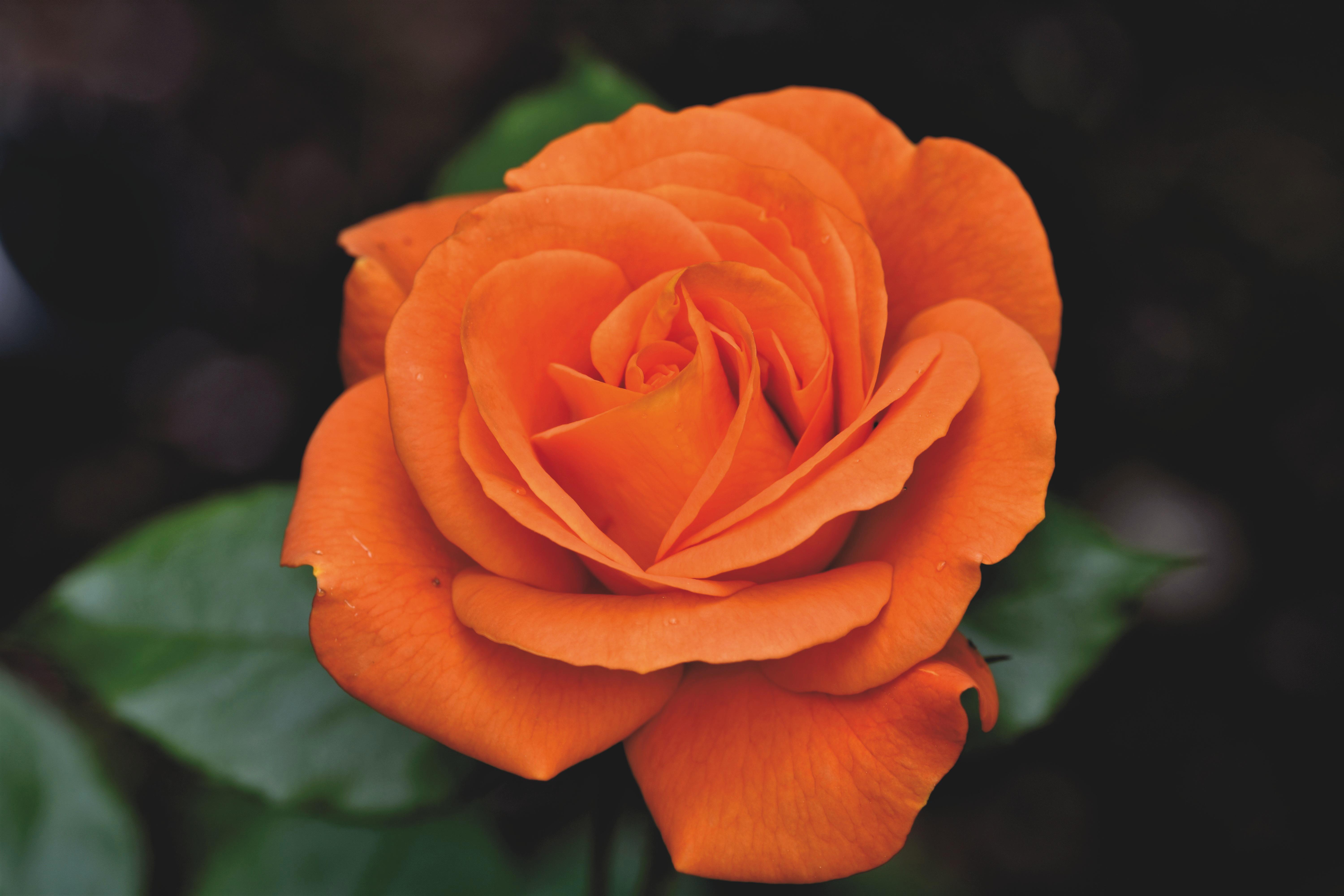 Download Nature Rose 4k Ultra HD Wallpaper by Ralphs_Fotos