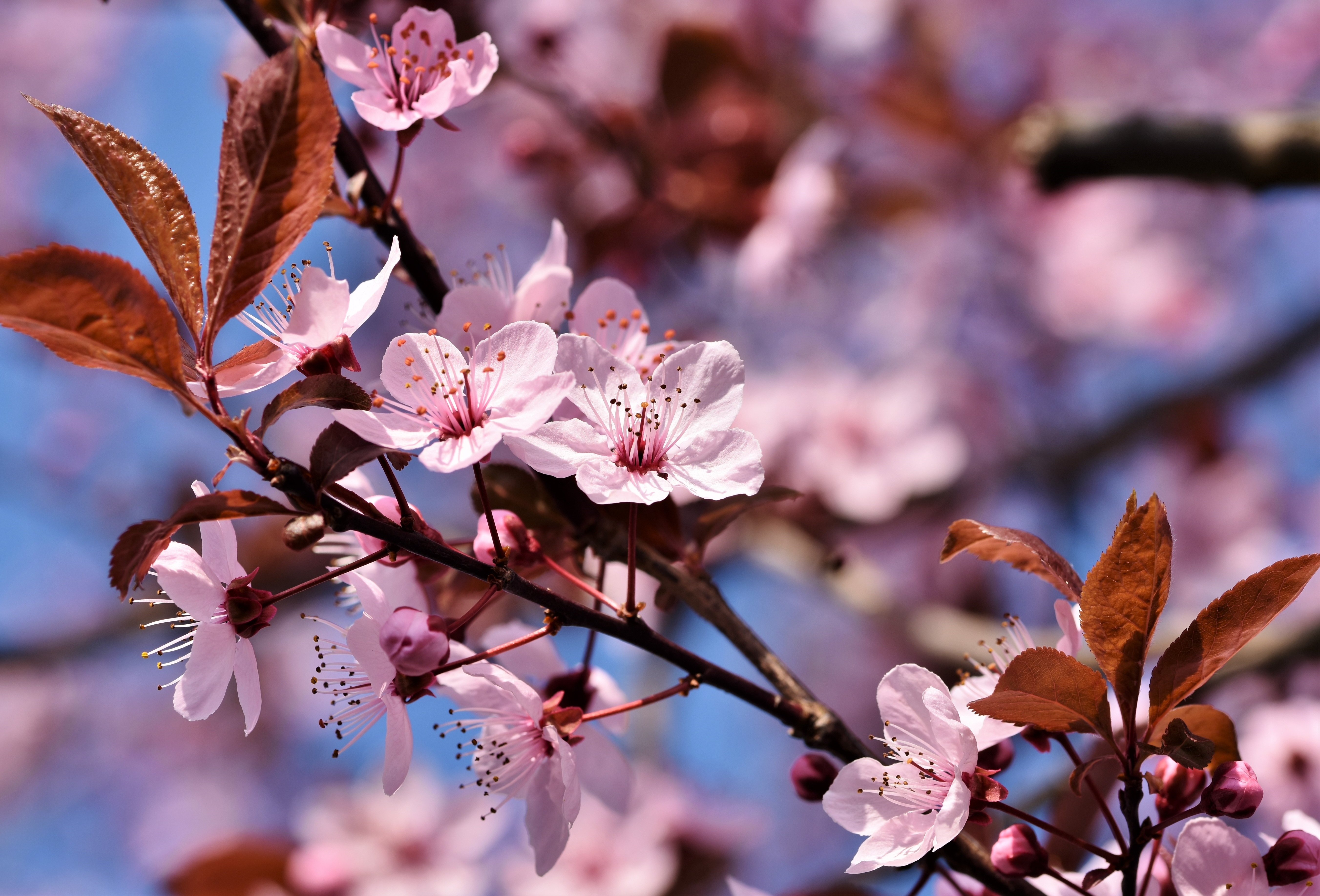Nature Sakura HD Wallpaper | Background Image