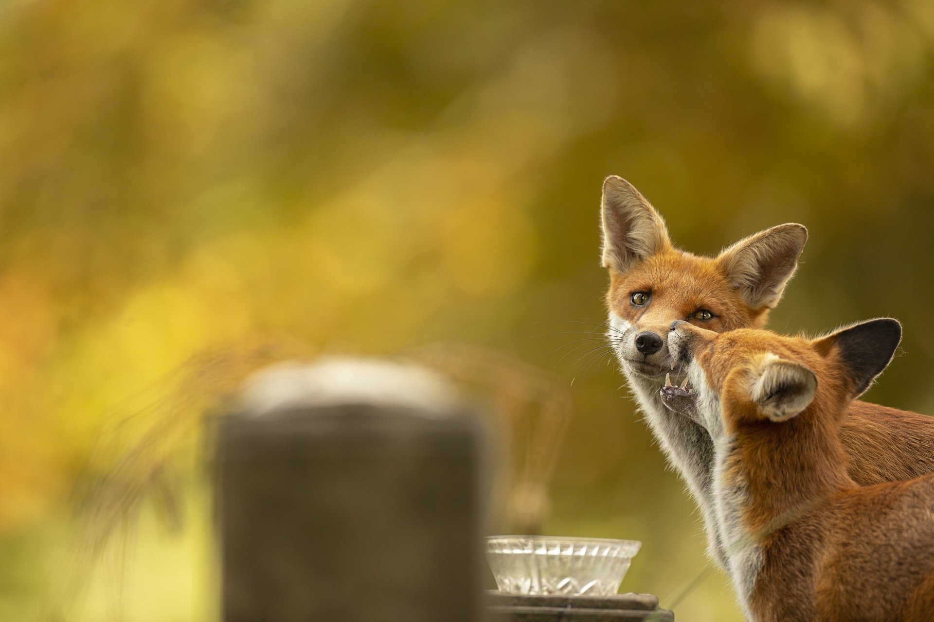 Download Animal Fox 4k Ultra HD Wallpaper