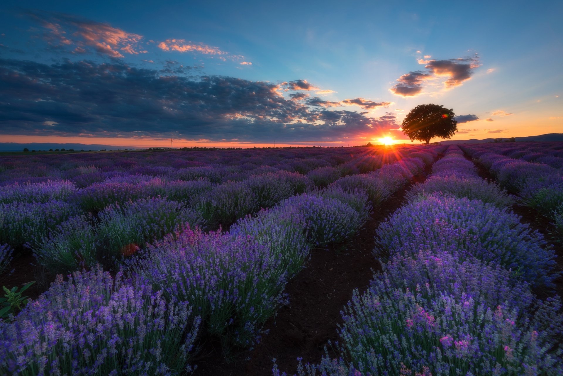 Download Sunset Field Nature Lavender HD Wallpaper
