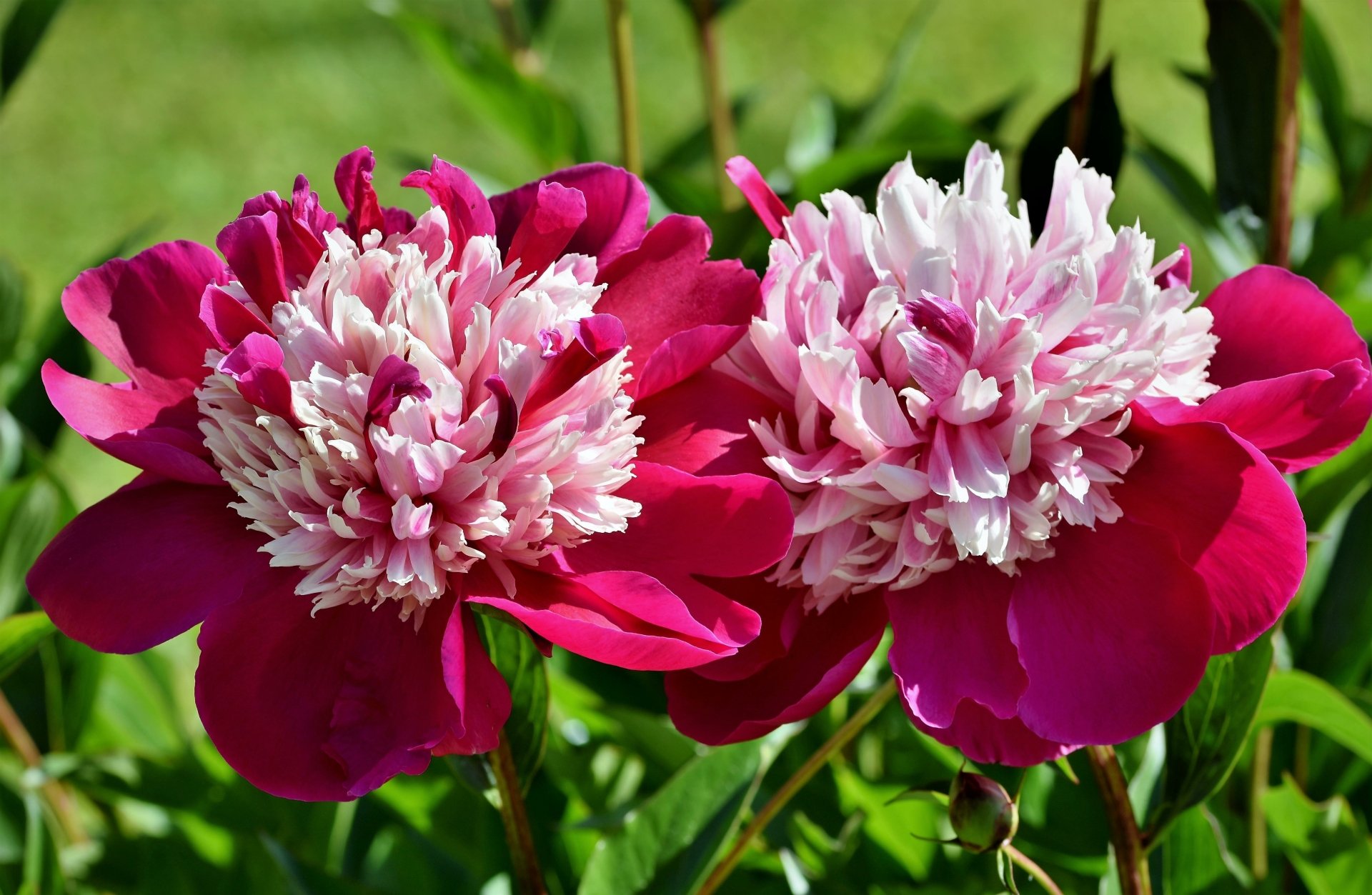 Download Nature Peony 4k Ultra HD Wallpaper by Ralphs_Fotos