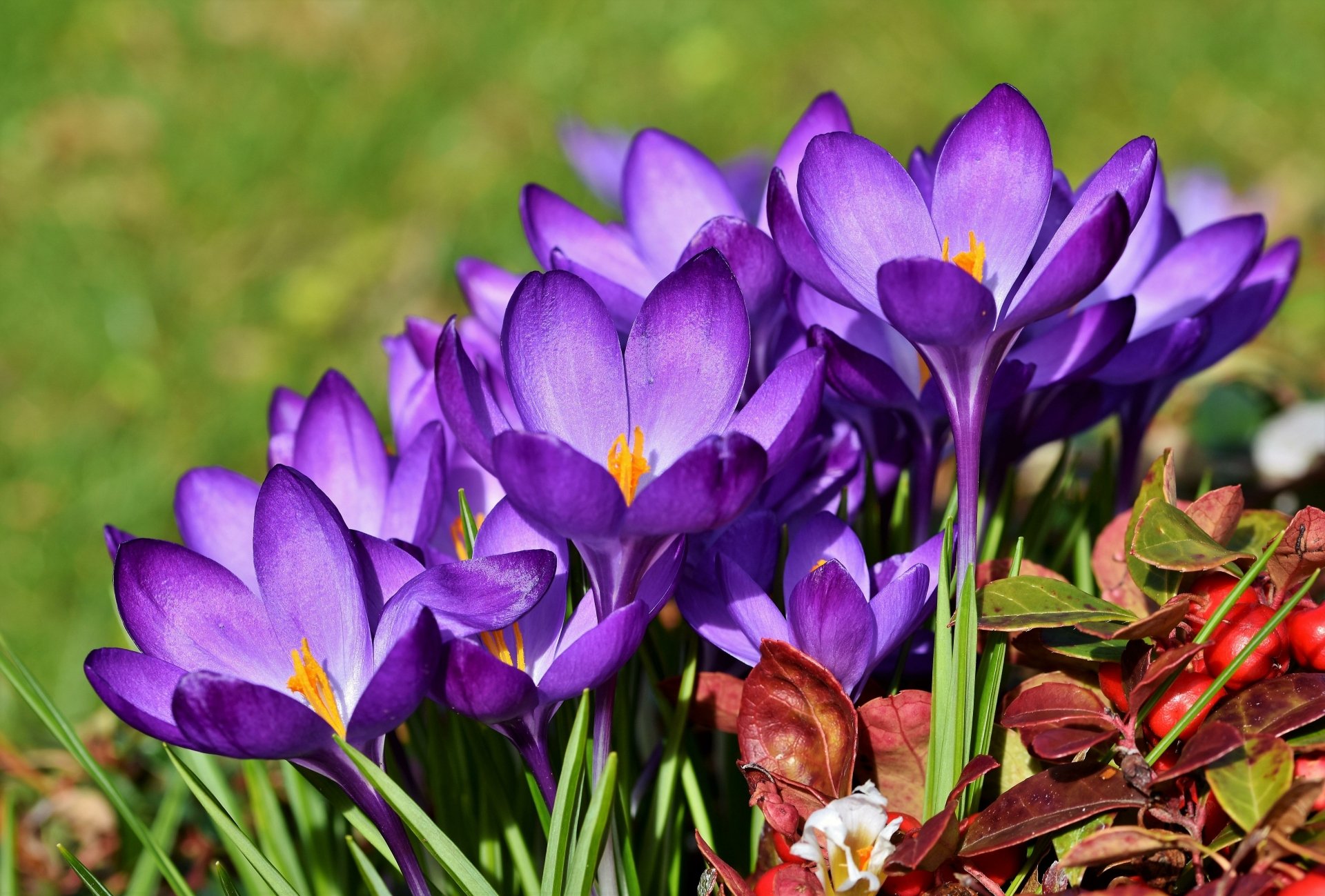 Download Nature Crocus 4k Ultra HD Wallpaper by Ralphs_Fotos