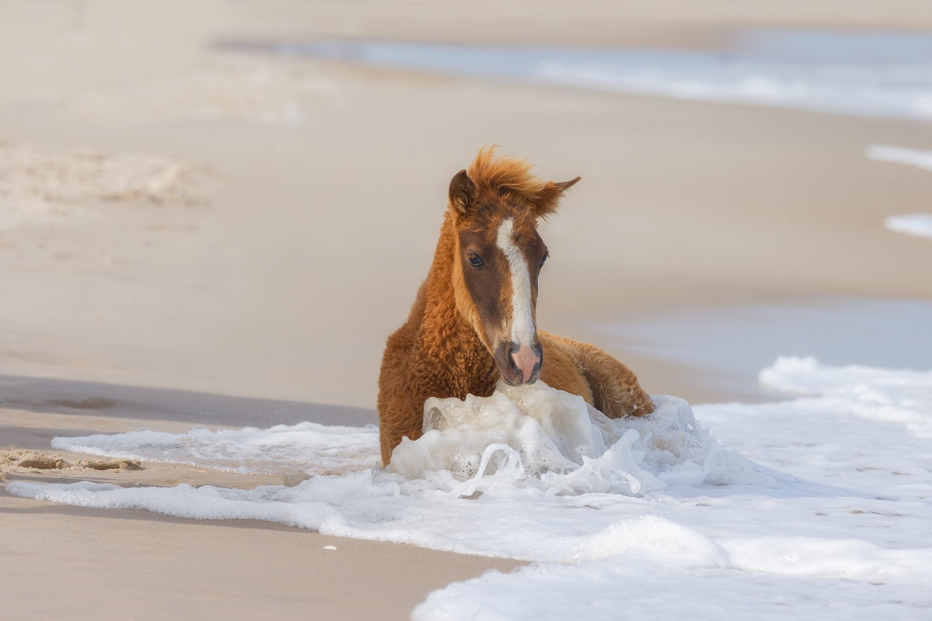 Download Foal Animal Horse HD Wallpaper