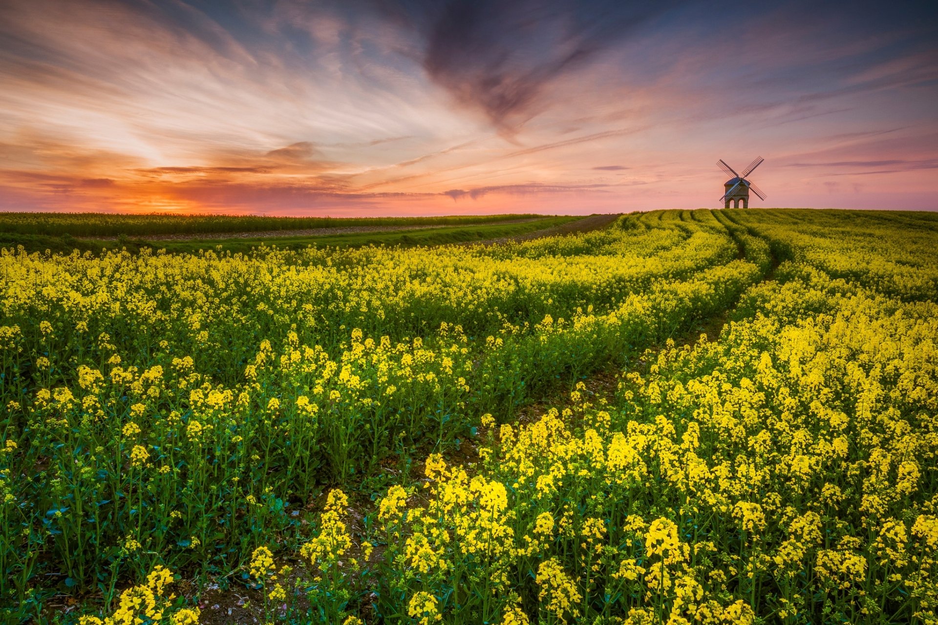 Download Field Nature Rapeseed HD Wallpaper