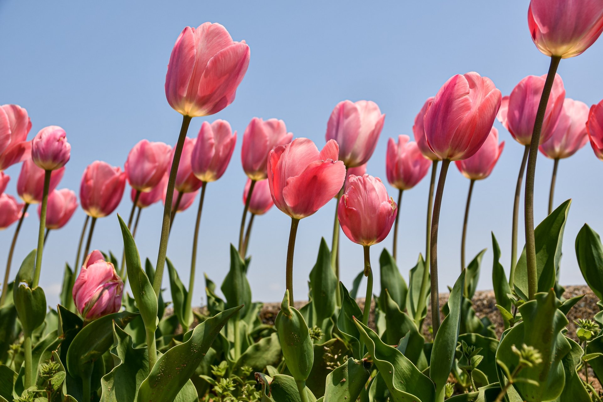 Download Nature Tulip 4k Ultra HD Wallpaper | 5568x3712 | Wallpaper Abyss