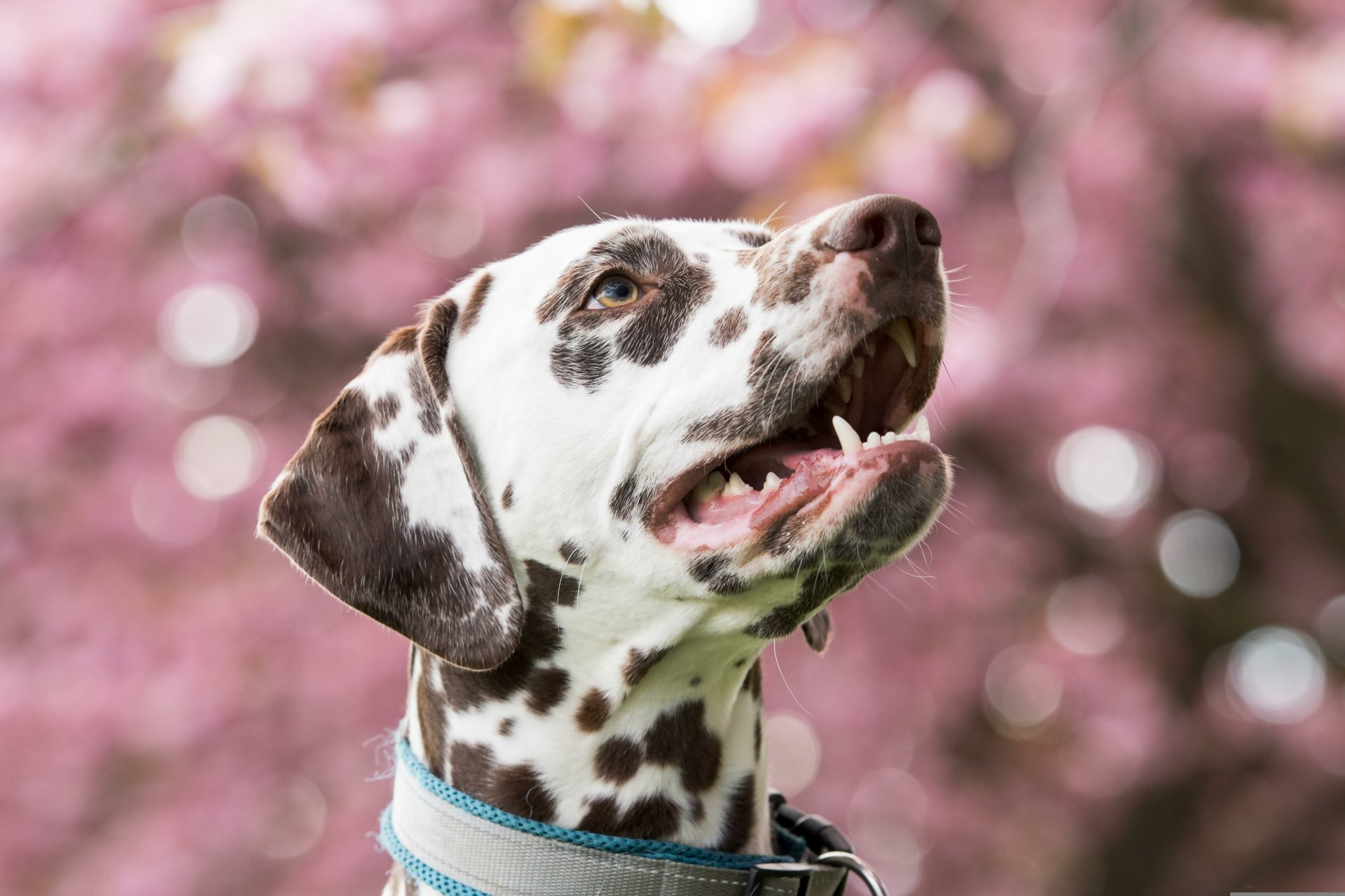 Download Animal Dalmatian 4k Ultra HD Wallpaper