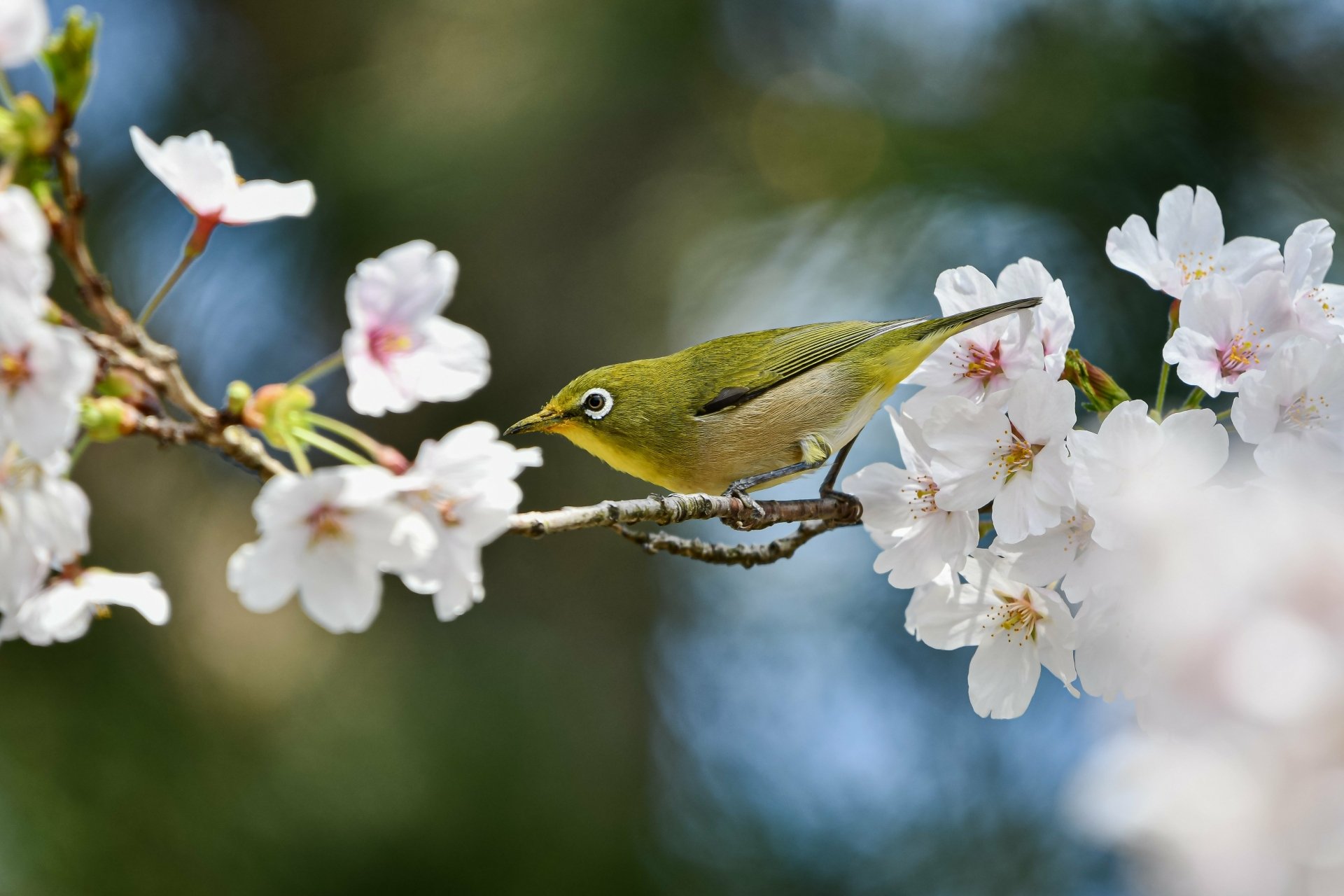 Download Animal White-eye 4k Ultra HD Wallpaper