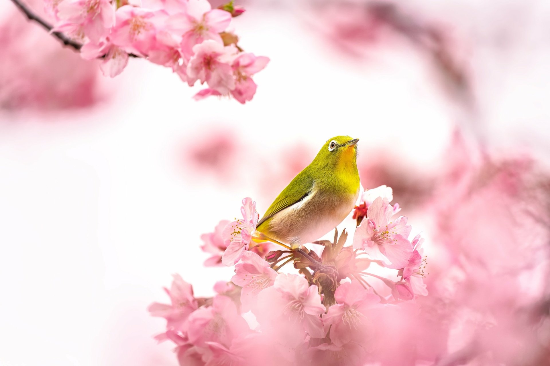 Download Animal White-eye HD Wallpaper