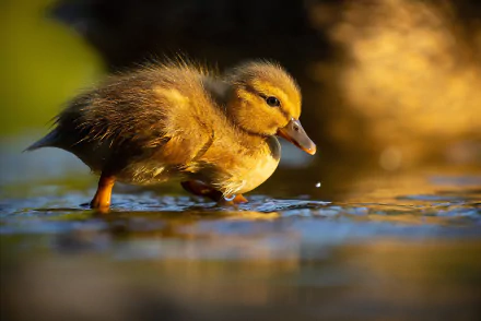 chick Animal duck HD Desktop Wallpaper | Background Image