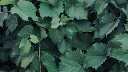  Green Leaves Desktop