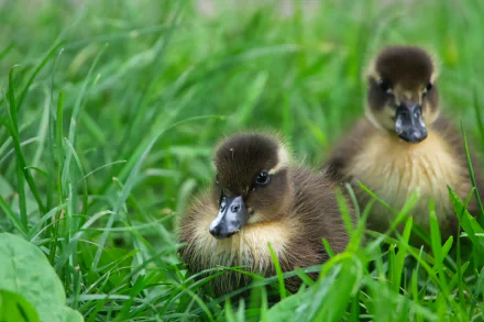 Animal duck HD Desktop Wallpaper | Background Image