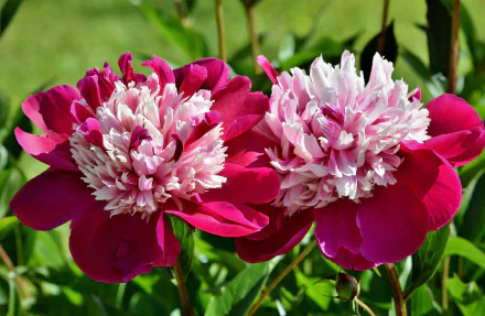 nature peony HD Desktop Wallpaper | Background Image