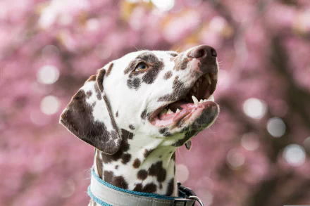 Animal dalmatian HD Desktop Wallpaper | Background Image
