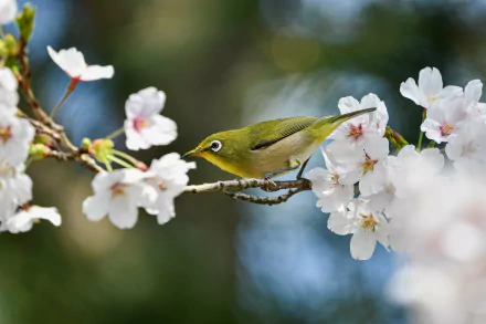 Animal White-eye HD Desktop Wallpaper | Background Image