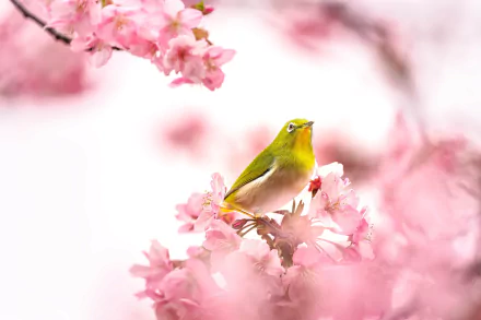 Animal White-eye HD Desktop Wallpaper | Background Image