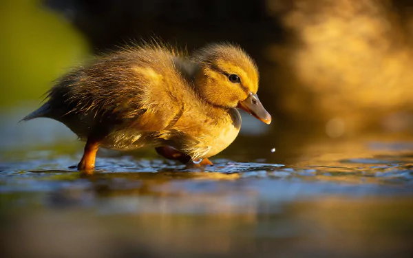 chick Animal duck HD Desktop Wallpaper | Background Image
