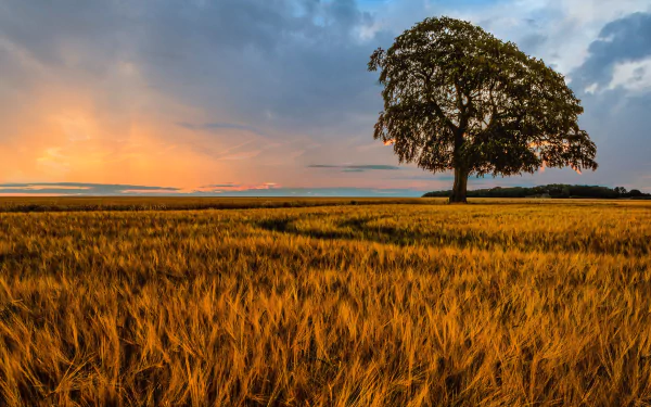 field nature wheat HD Desktop Wallpaper | Background Image