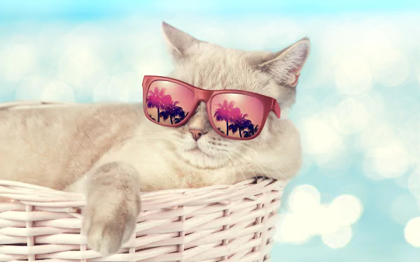 sunglasses Animal cat HD Desktop Wallpaper | Background Image