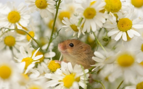 Animal Mouse Chamomile HD Wallpaper | Background Image