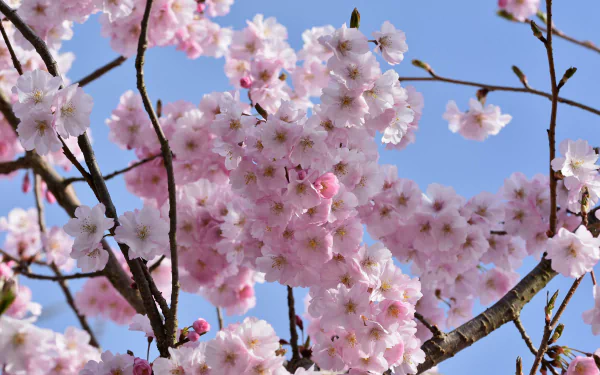 nature sakura HD Desktop Wallpaper | Background Image