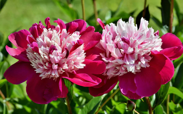 nature peony HD Desktop Wallpaper | Background Image