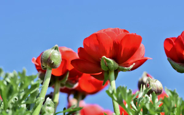 nature ranuncula HD Desktop Wallpaper | Background Image